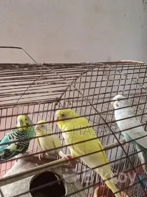 বাজরিকার পাখি খাঁচা সহ