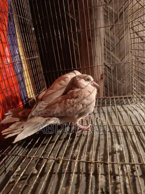 গুগু বাচ্চা