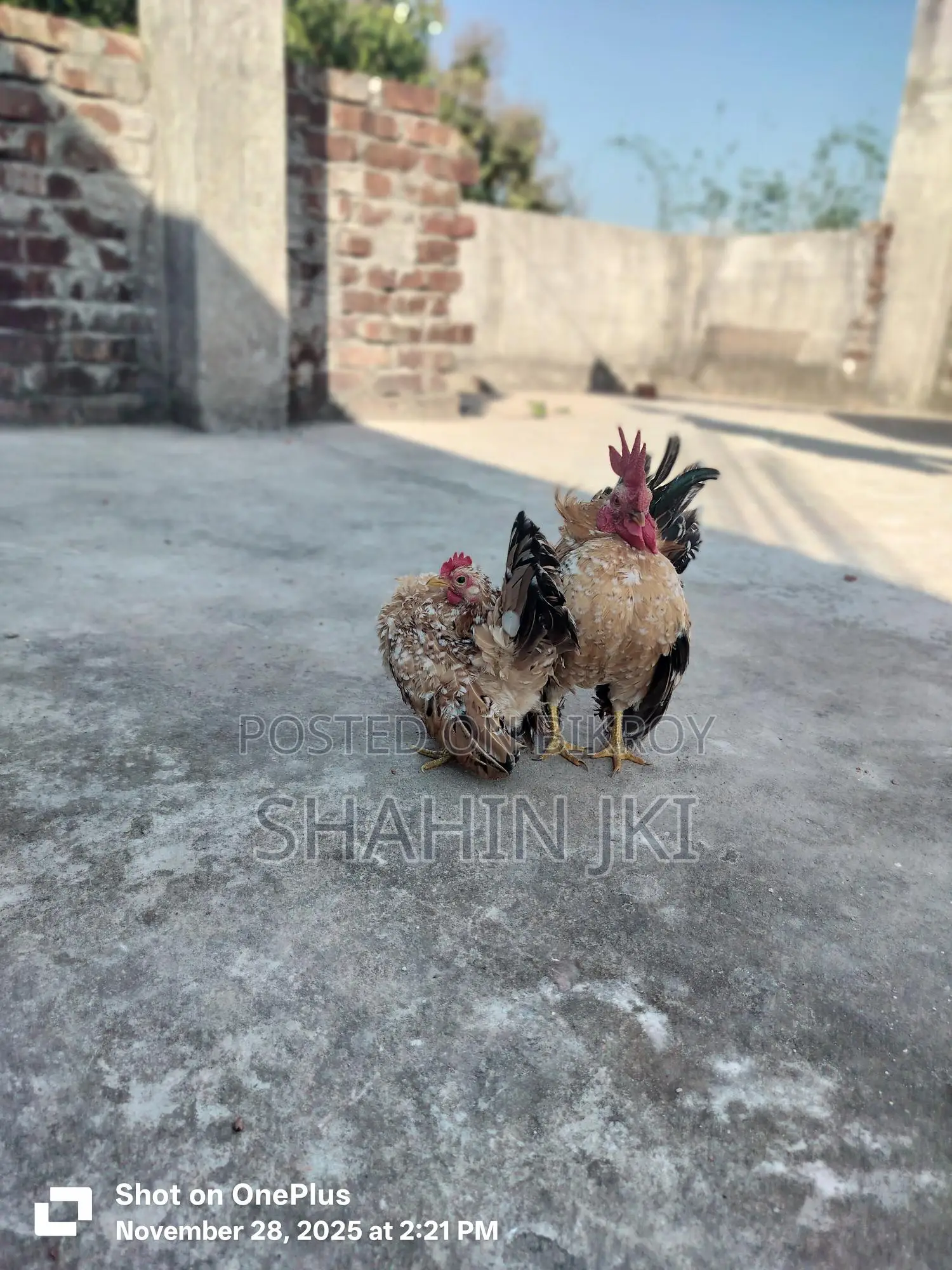 মালয়েশিয়ান সেরেমা মুরগি বা*চ্চা