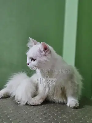 Persian Cat