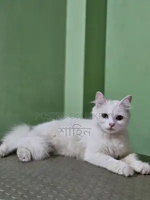 বিড়াল পার্সিয়ান
