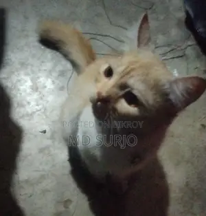 Persian Cat for Sale