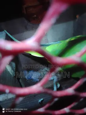 রিংনেক টিয়া পাখির বাচ্চা
