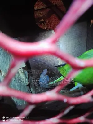 রিংনেক টিয়া পাখির বাচ্চা