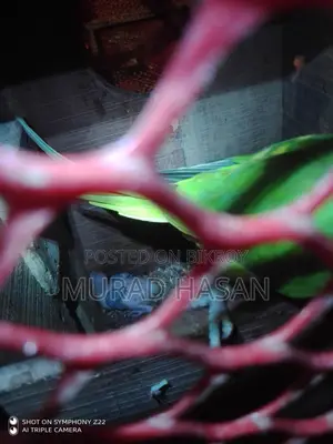 রিংনেক টিয়া পাখির বাচ্চা