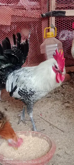 ফাওমি মুরগি