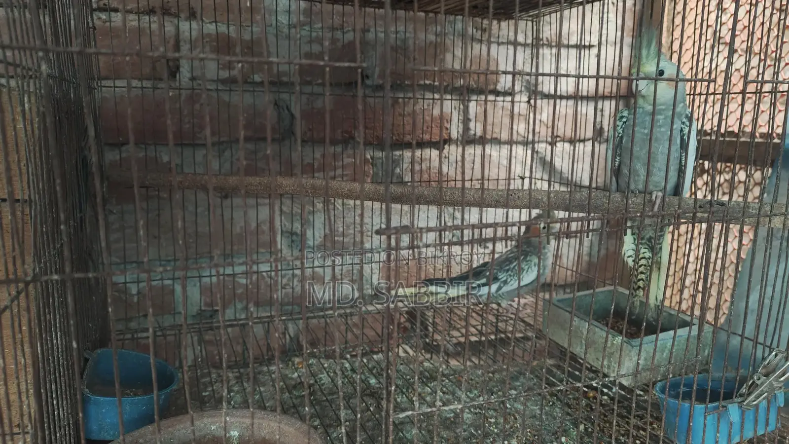 ককাটেল পাখি।