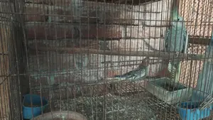 ককাটেল পাখি।