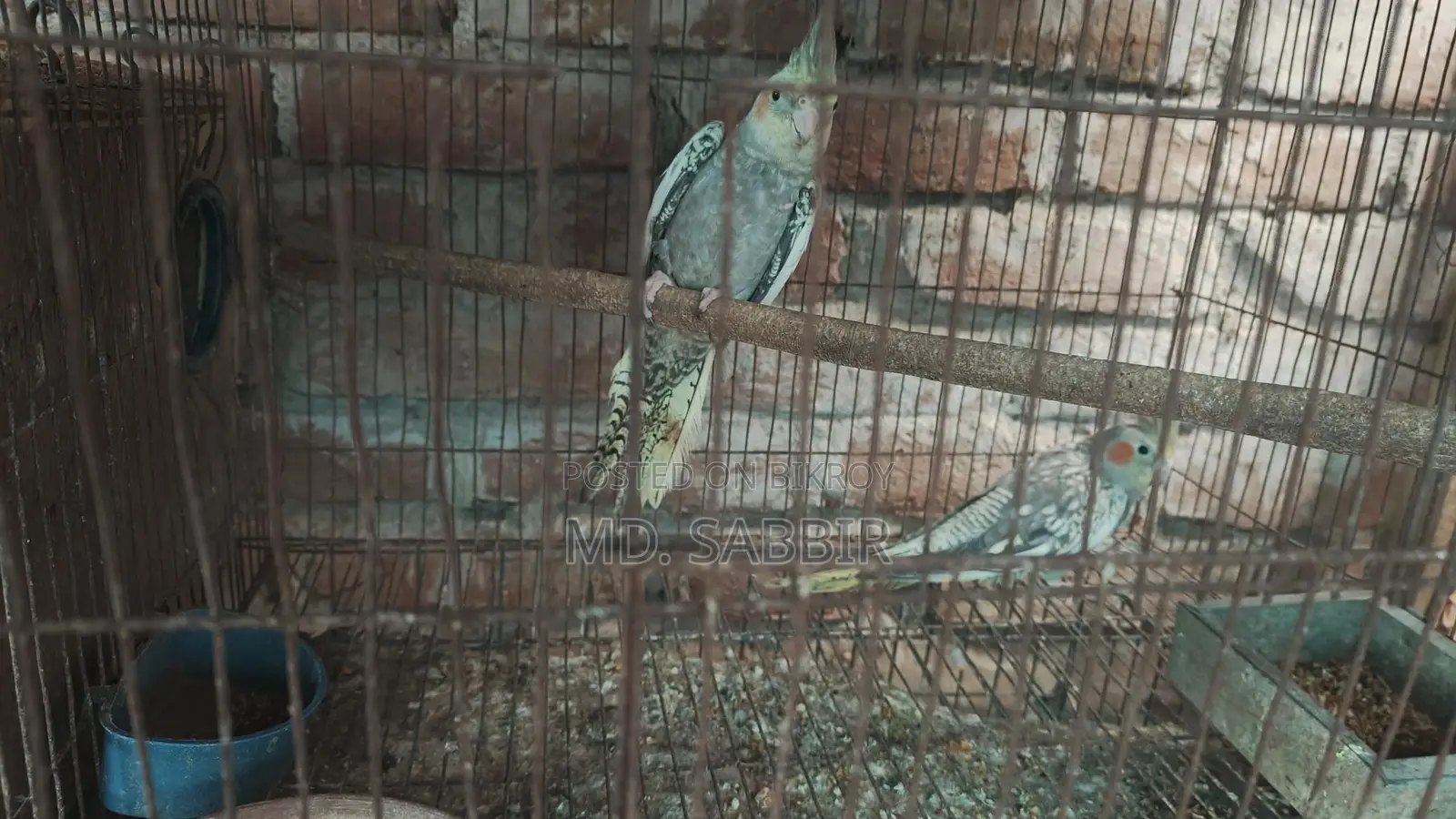 ককাটেল পাখি।