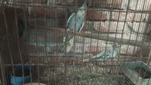 ককাটেল পাখি।