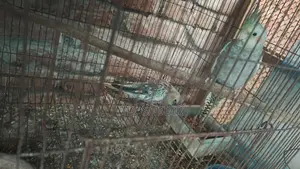 ককাটেল পাখি।