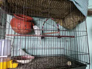 বাচ্চা সহ বাজিগার পাখি সাথে আরো এক জোড়া