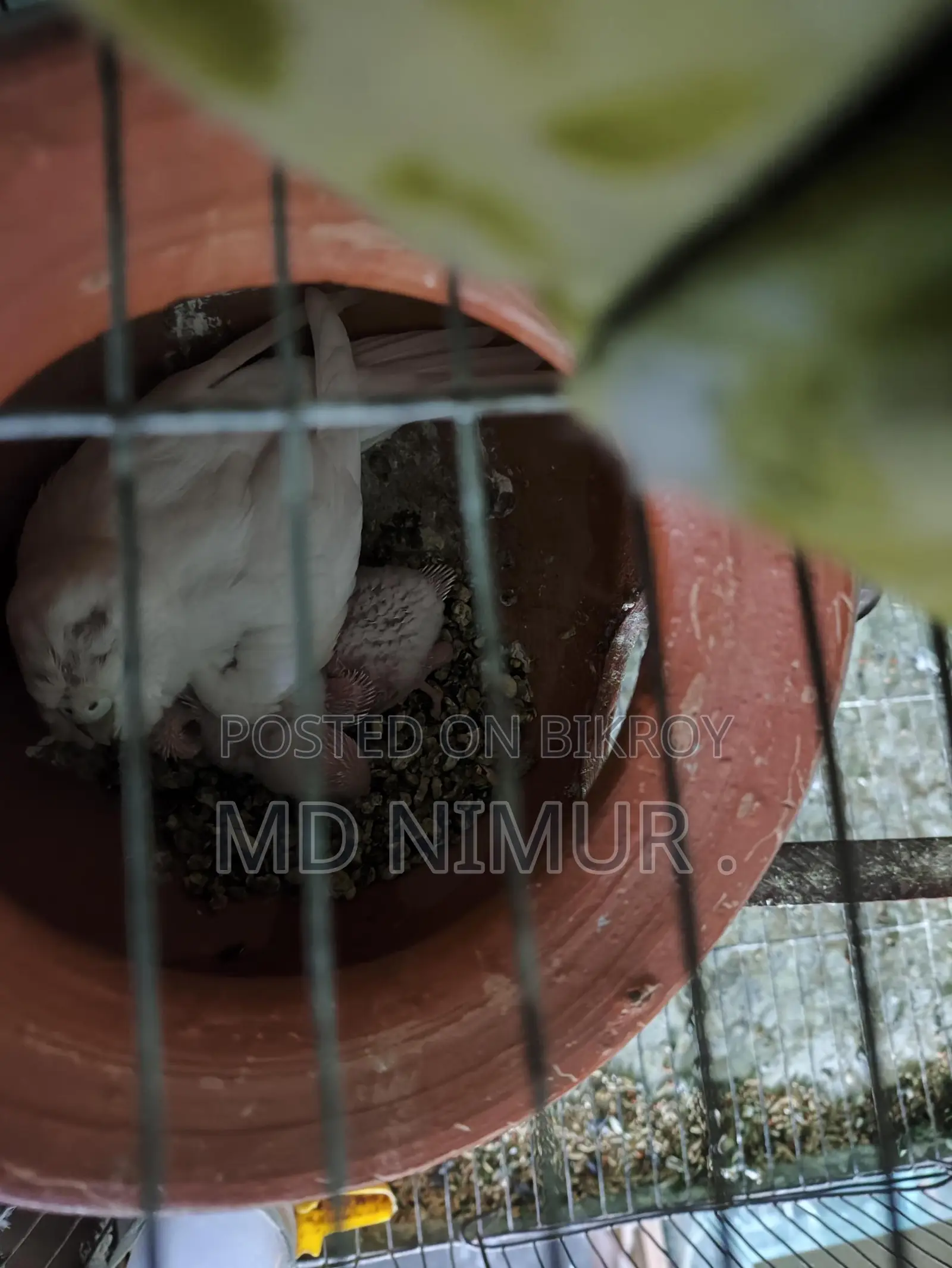বাচ্চা সহ বাজিগার পাখি সাথে আরো এক জোড়া