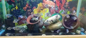 Blue Polar Parrot Fish