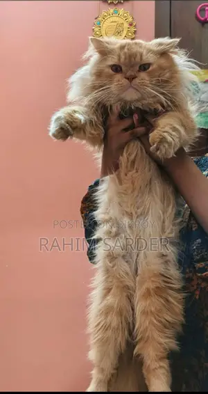 Persian Cat