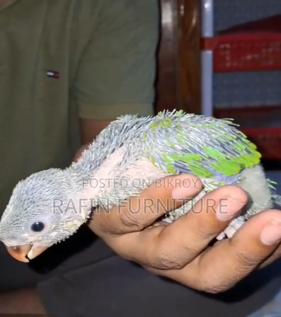 ইন্ডিয়ান রিংনেক পাখির বাচ্চা