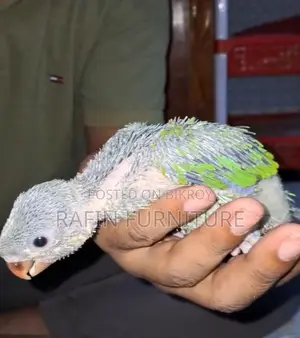 ইন্ডিয়ান রিংনেক পাখির বাচ্চা
