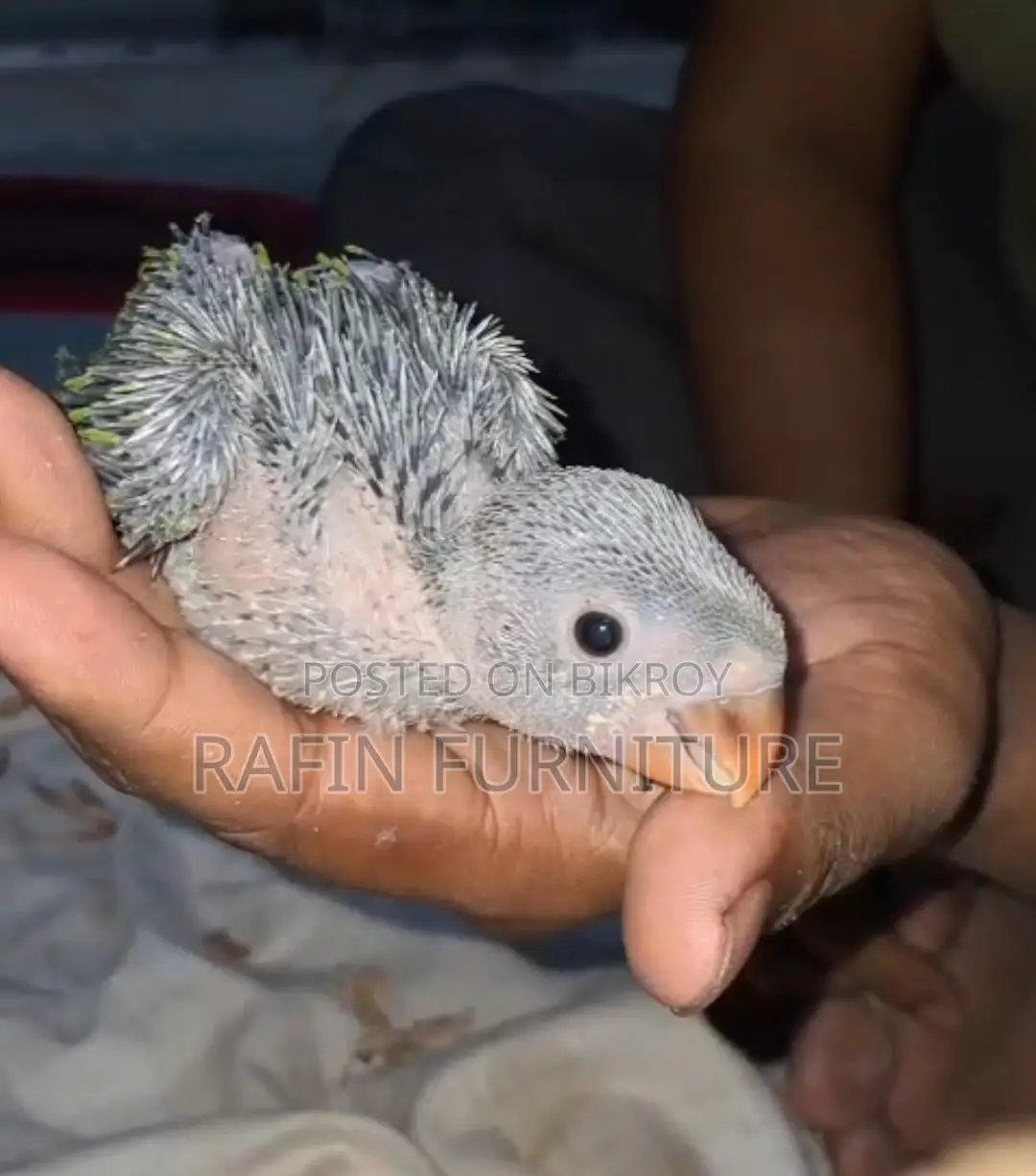 ইন্ডিয়ান রিংনেক পাখির বাচ্চা
