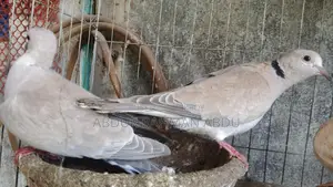 ঘুঘু পাখি বিক্রি করব