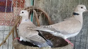 ঘুঘু পাখি বিক্রি করব