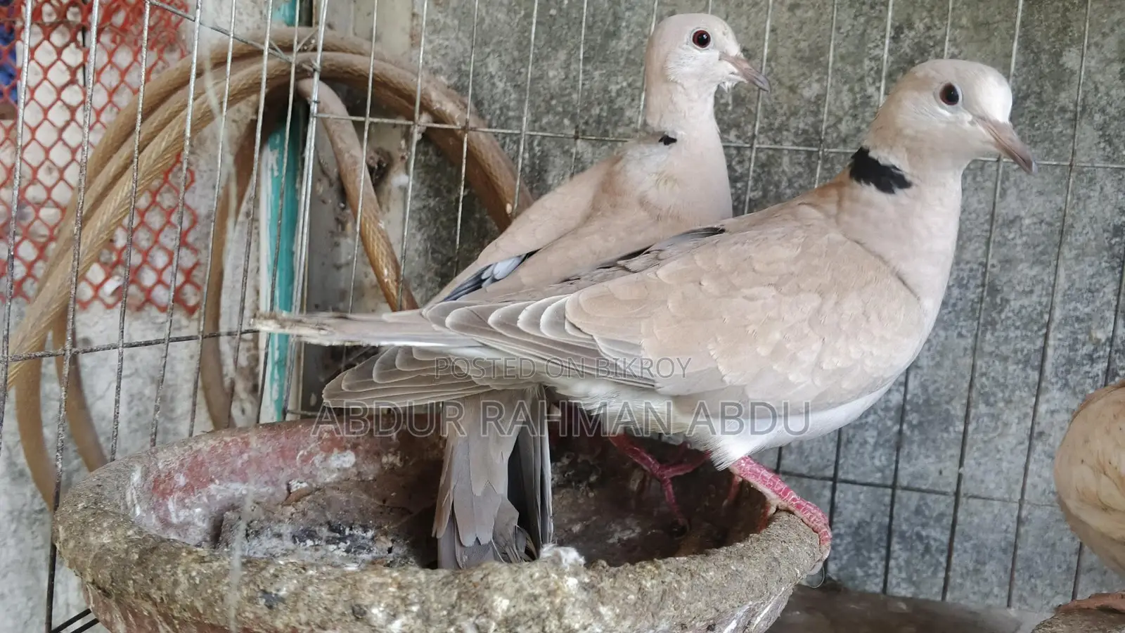 ঘুঘু পাখি বিক্রি করব