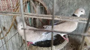 ঘুঘু পাখি বিক্রি করব