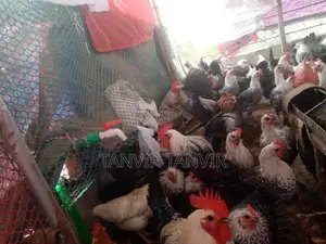 Running Fawmi Emergency Sell Tkr Jonno Kora Dicchi