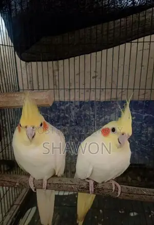 কোকাটেইল মাষ্টার পেয়ার