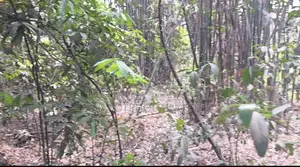 পূর্বাচলের পাশে বাগানবাড়ি বা রিসোর্টের জন্য উচু জমি বিক্রি