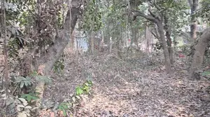 পূর্বাচলের পাশে বাগানবাড়ি বা রিসোর্টের জন্য উচু জমি বিক্রি