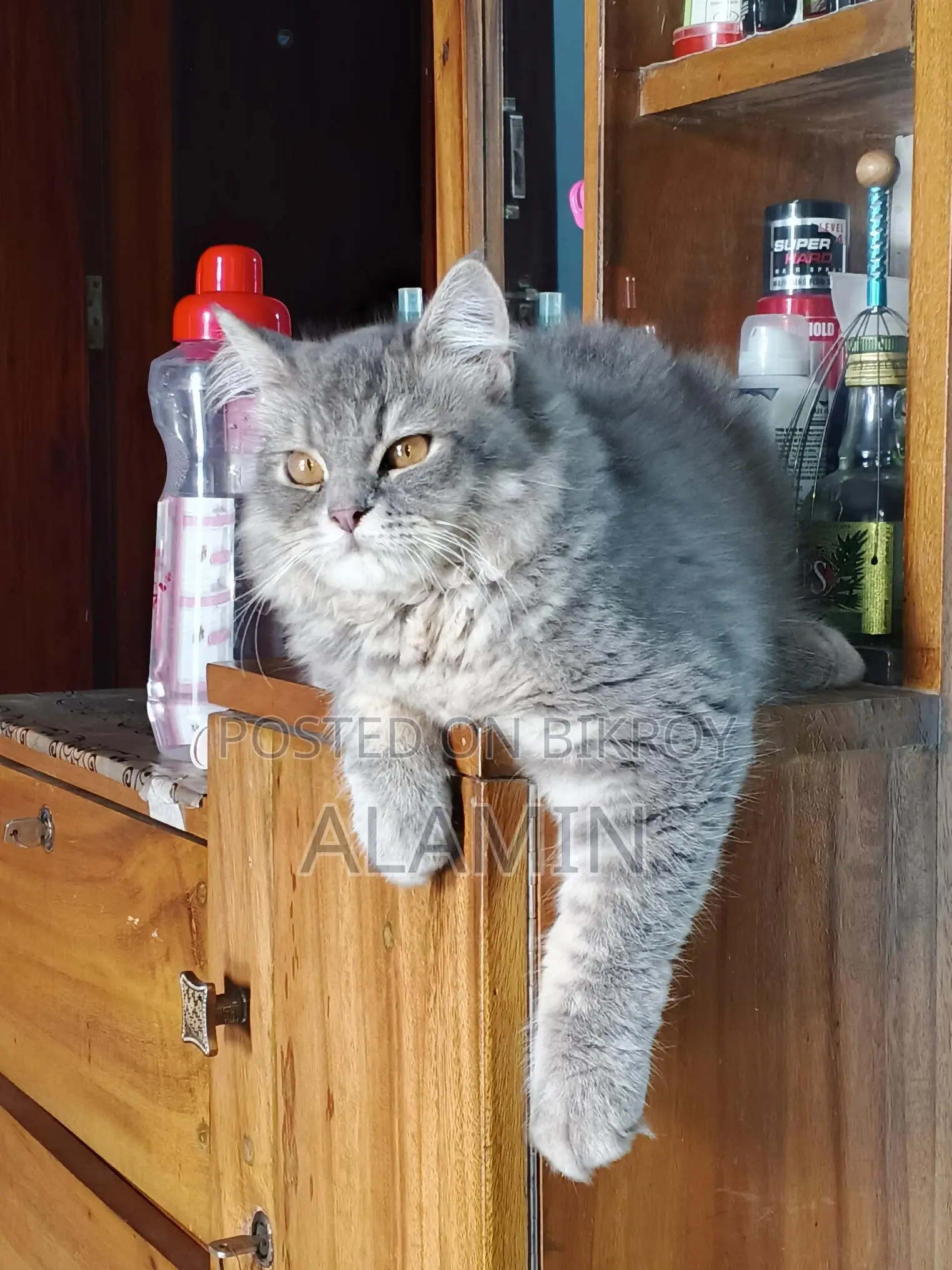 Long-Haired Cat