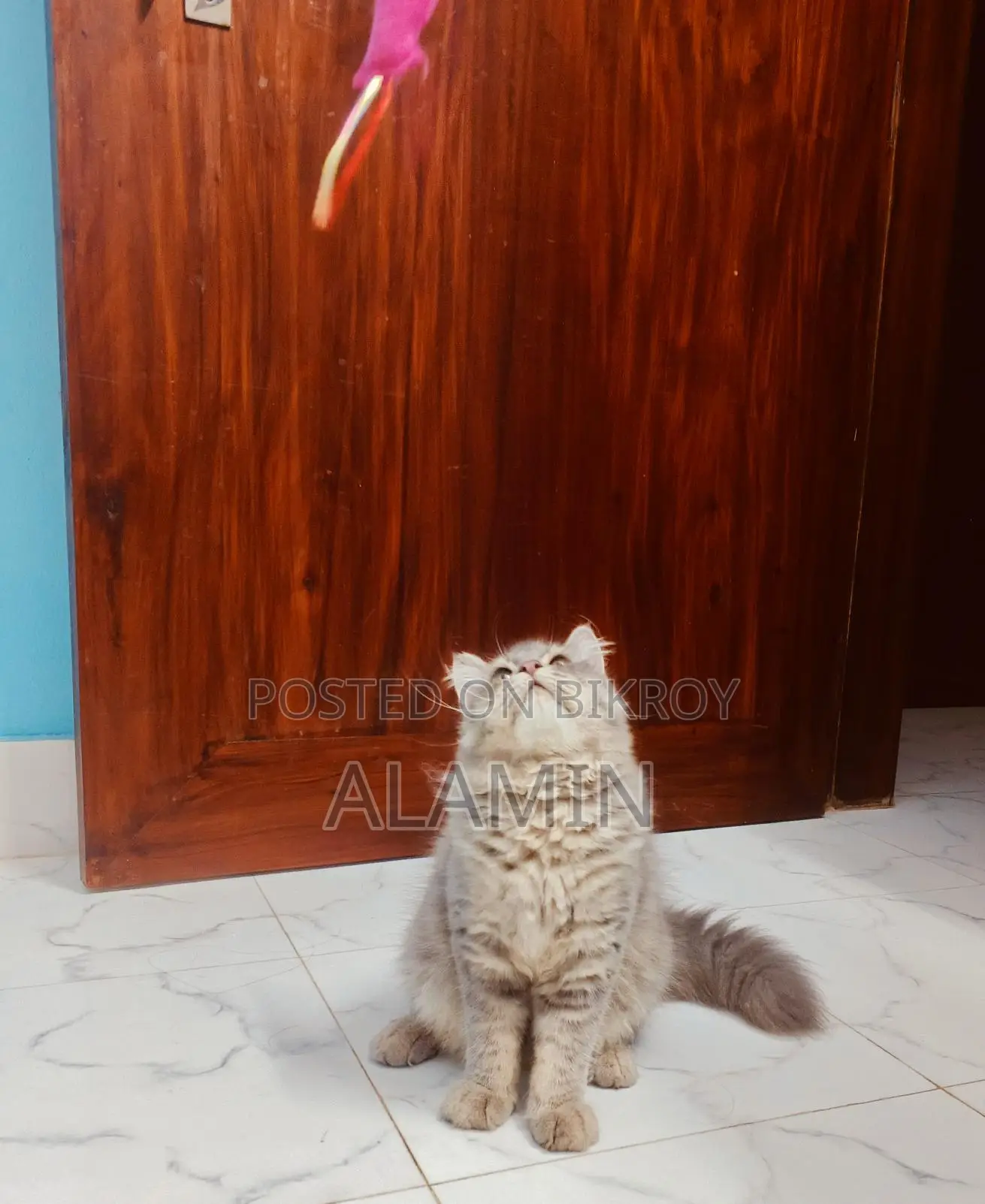 Long-Haired Cat