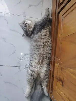 Long-Haired Cat