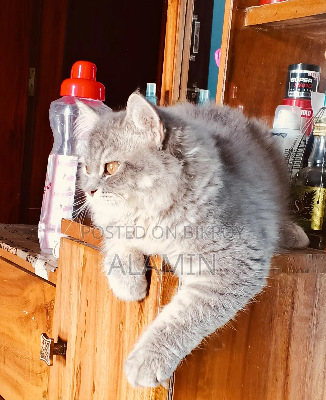 Long-Haired Cat
