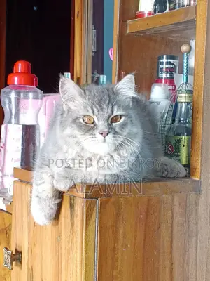 Long-Haired Cat