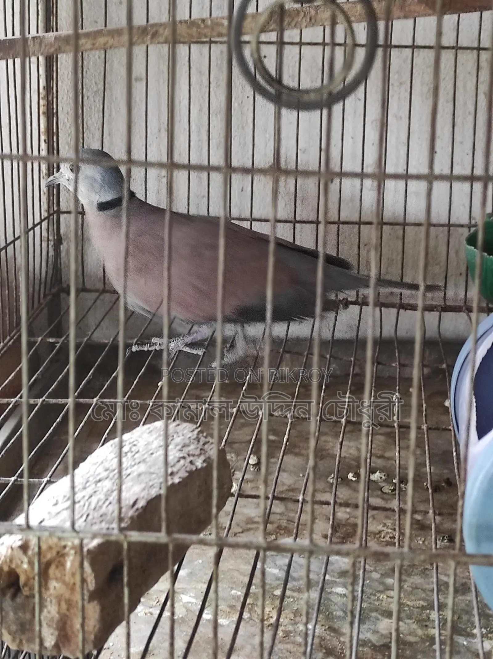 লাল রাজ ঘুঘু মেল ফুল এডাল্ট