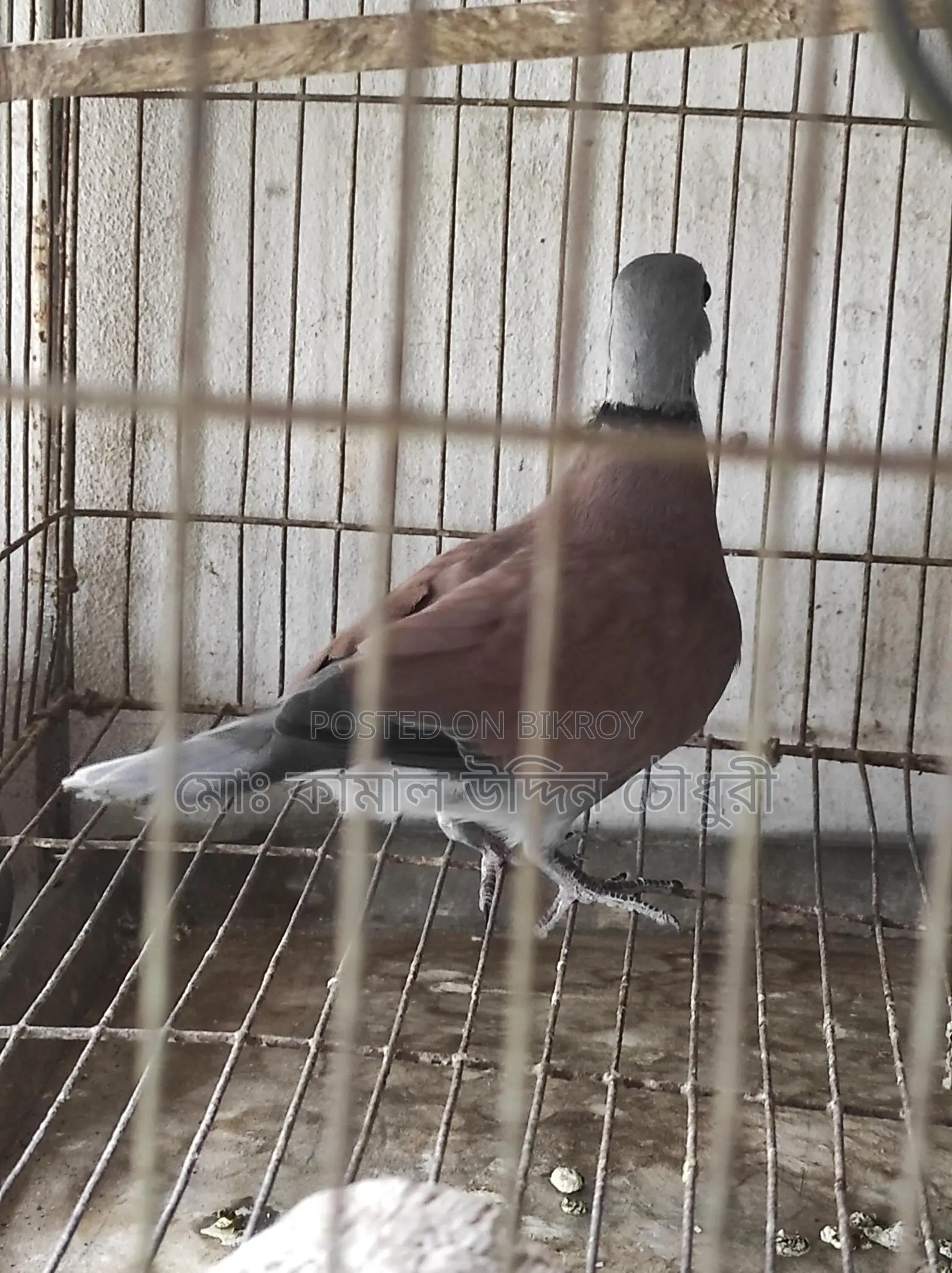লাল রাজ ঘুঘু মেল ফুল এডাল্ট