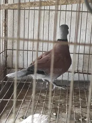 লাল রাজ ঘুঘু মেল ফুল এডাল্ট