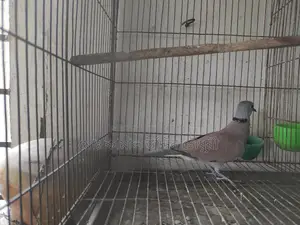 লাল রাজ ঘুঘু মেল ফুল এডাল্ট