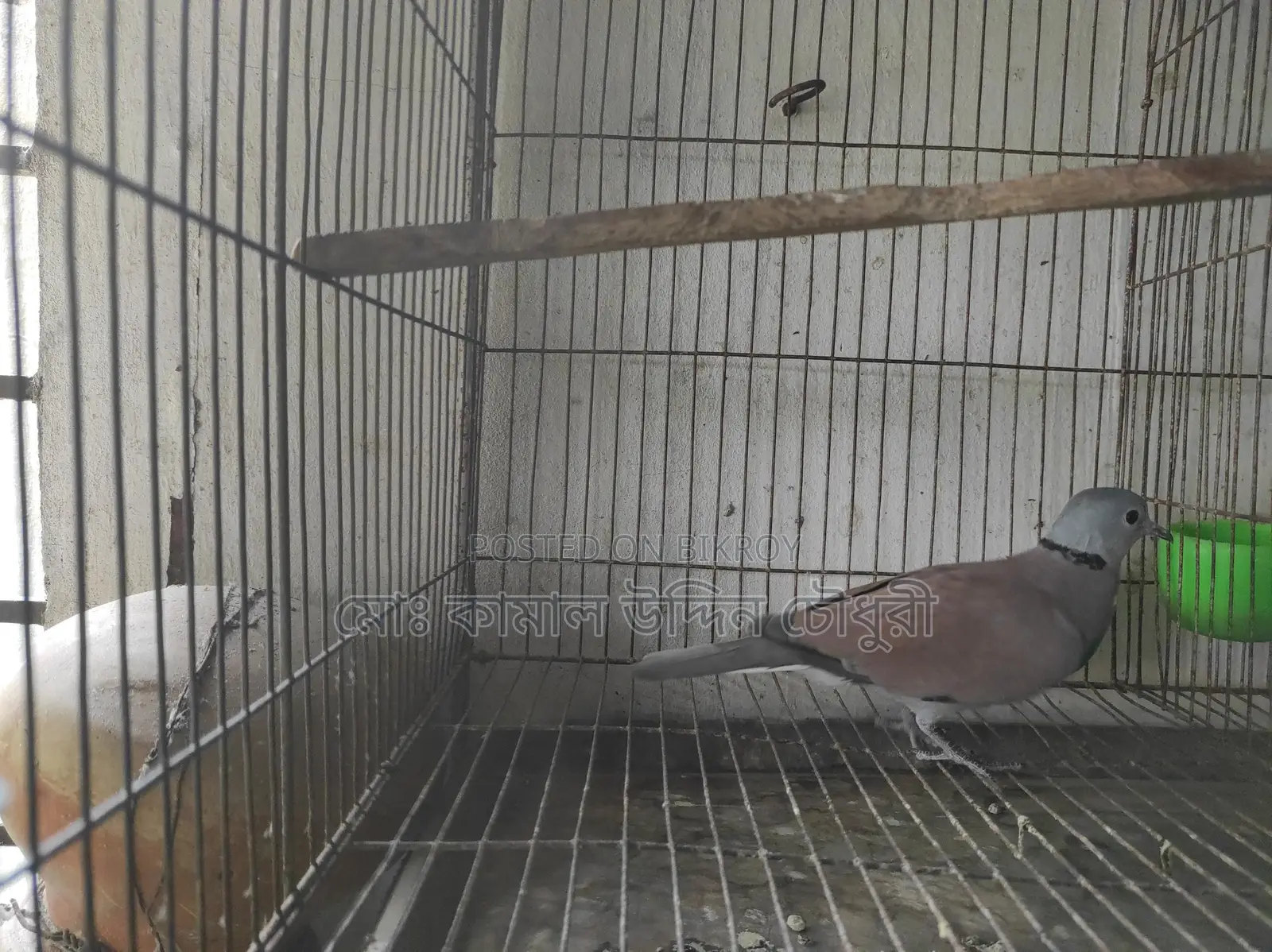 লাল রাজ ঘুঘু মেল ফুল এডাল্ট