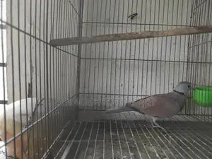 লাল রাজ ঘুঘু মেল ফুল এডাল্ট