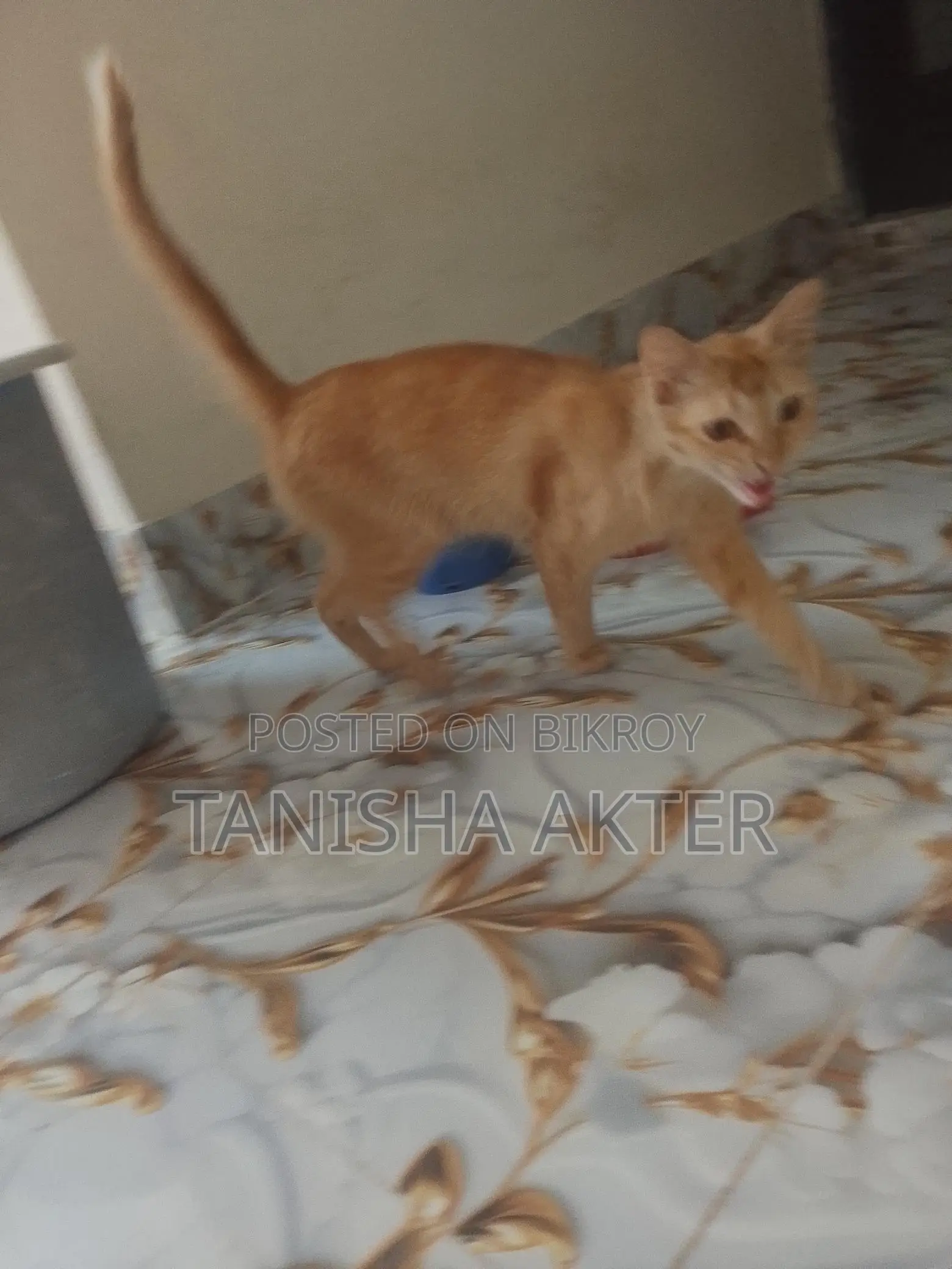 Beautiful Mixed Breed Cat For Sale