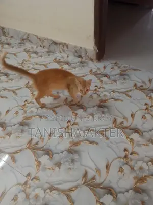 Beautiful Mixed Breed Cat For Sale