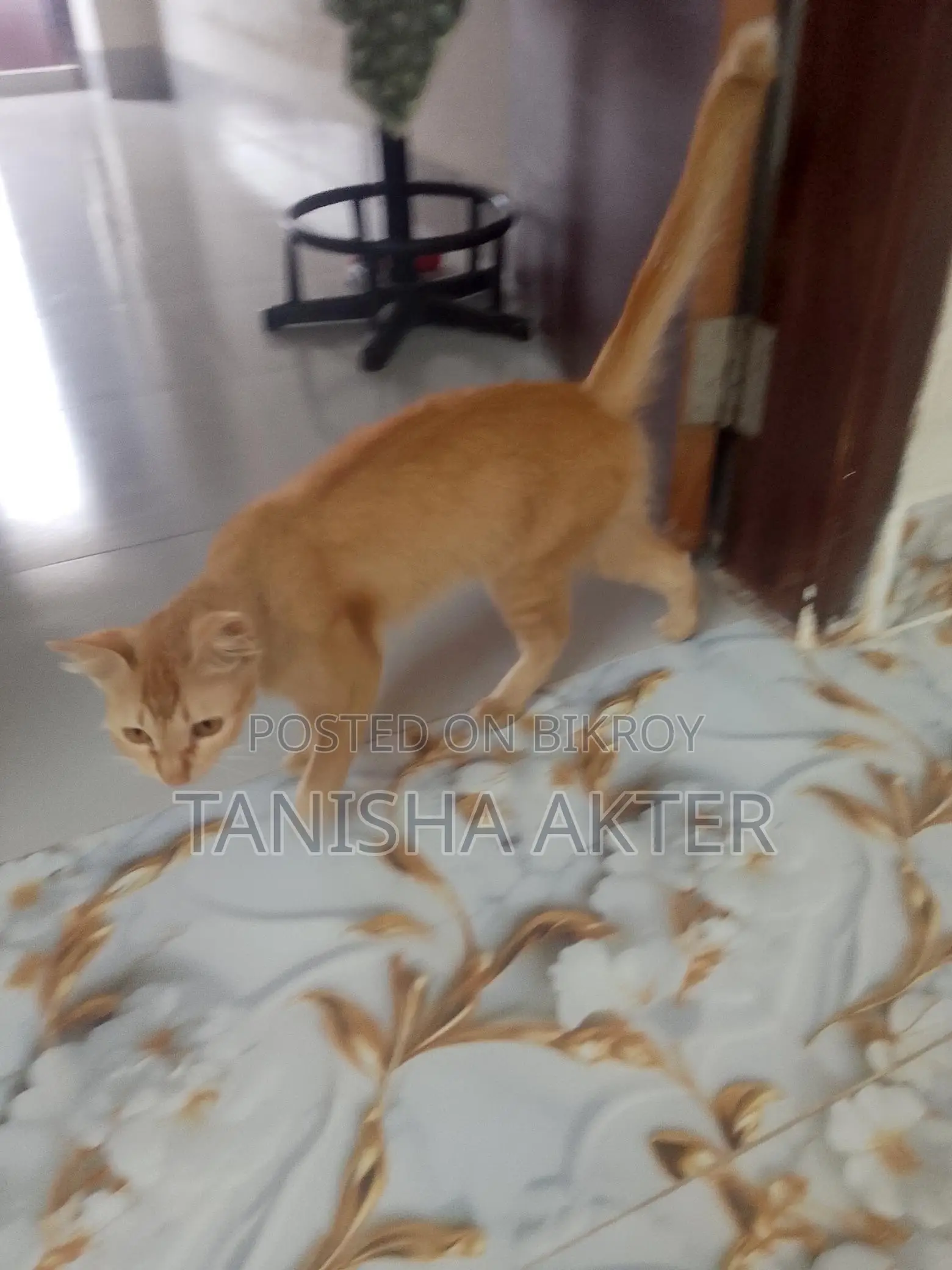 Beautiful Mixed Breed Cat For Sale