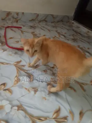 Beautiful Mixed Breed Cat For Sale