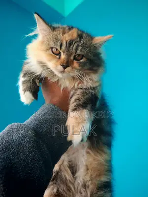 পার্সিয়ান বিড়াল