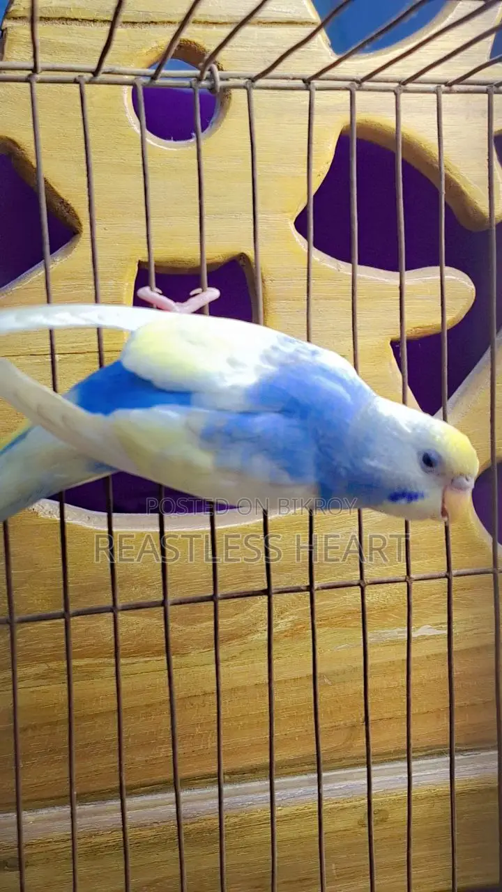 Bird for Sale