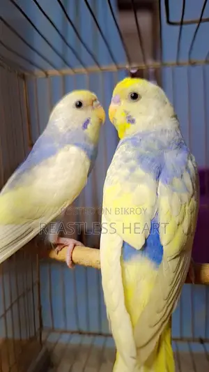 Bird for Sale