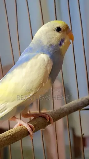 Bird for Sale