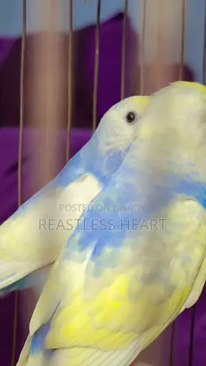 Bird for Sale